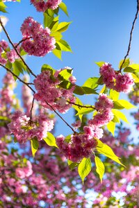 Cherry nature flowering tree