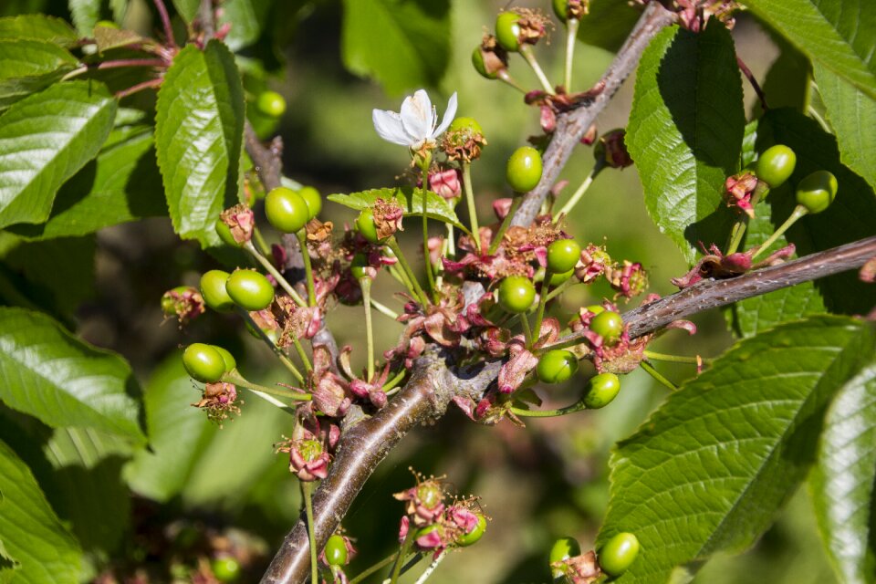 Spring cherry blossom branch photo