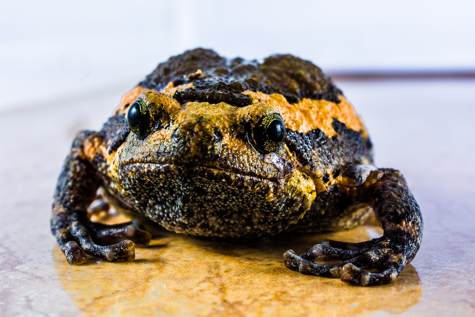 Anuran frog amphibians