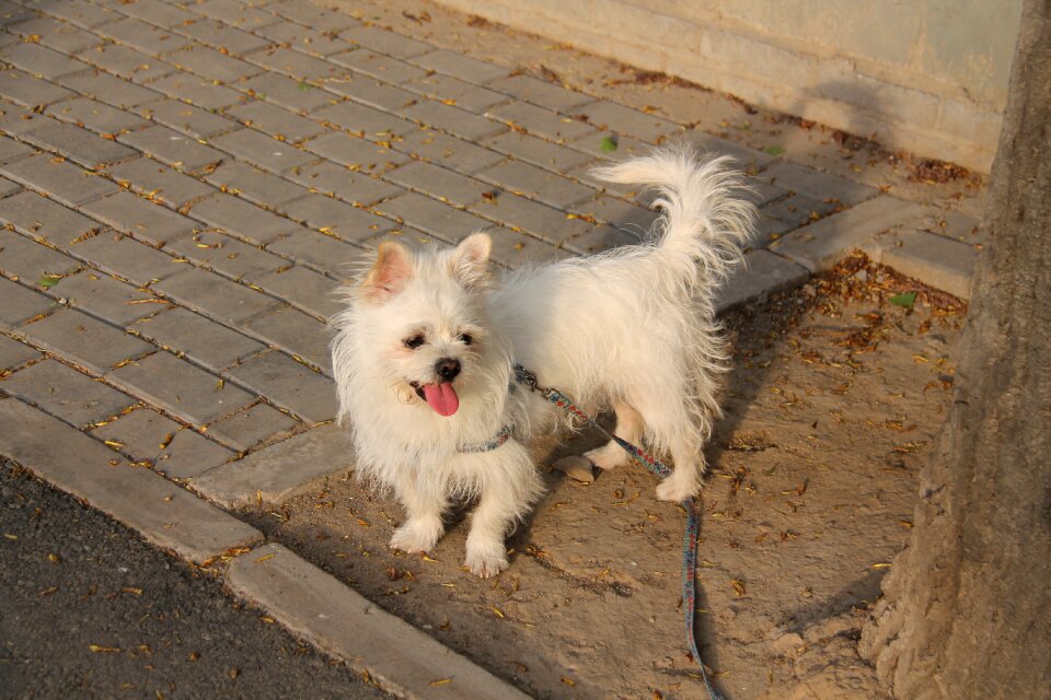 User-music photography white dog
