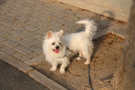 User-music photography white dog
