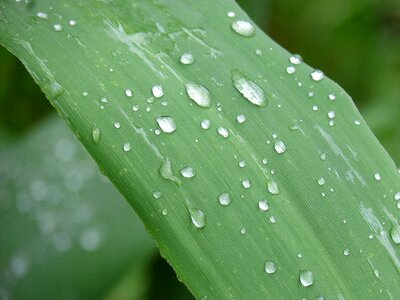 Leaf american cane drops
