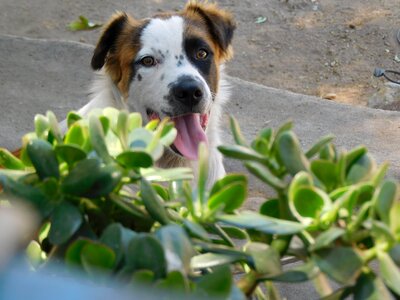 Dog flower smile