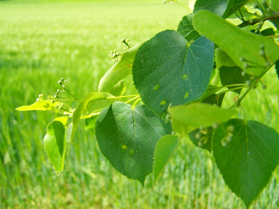 Lime tree branch nipples Free photos