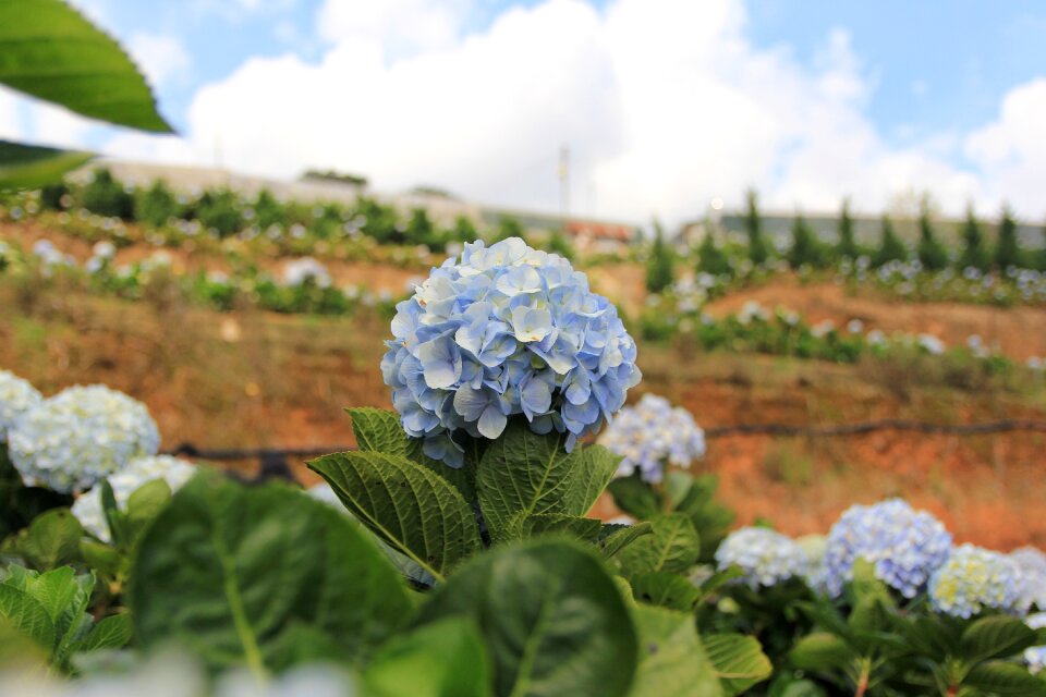 Dalat origin united vietnam