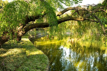 Tree river reflection photo