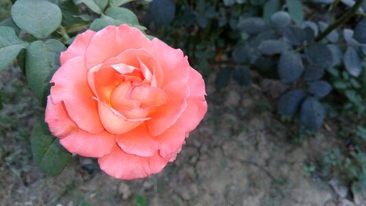 Love romance nature