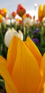 Tulip yellow photo