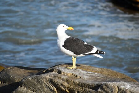 Shore rocks avian