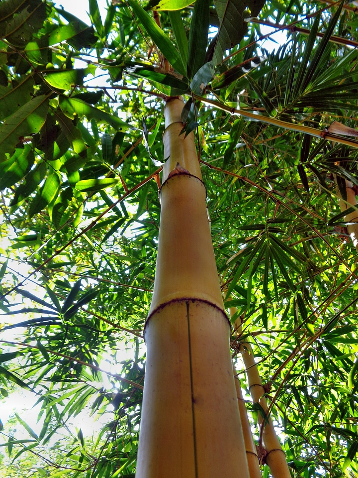 Nature green tree
