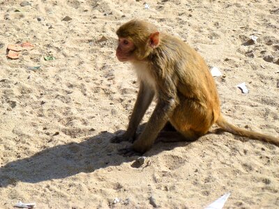 Nature fauna sand