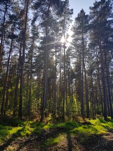 Nature outdoors pine