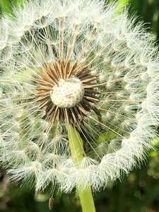 Close up flowers dandelion