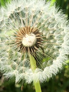 Close up flowers dandelion photo