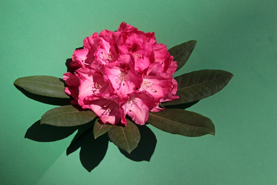 Nature pink plant