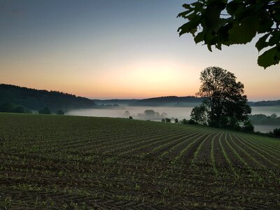 Fog arable cornfield photo