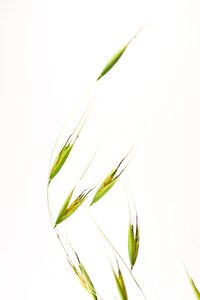 Flower lawn blades of grass