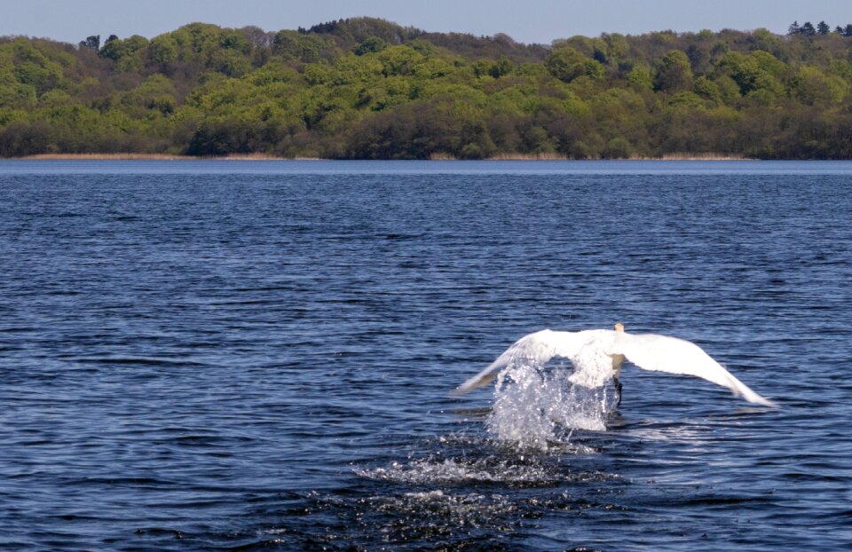 Denmark lake white