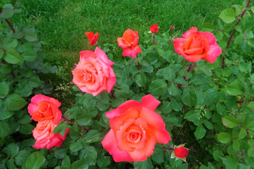 Nature plant rose pictures