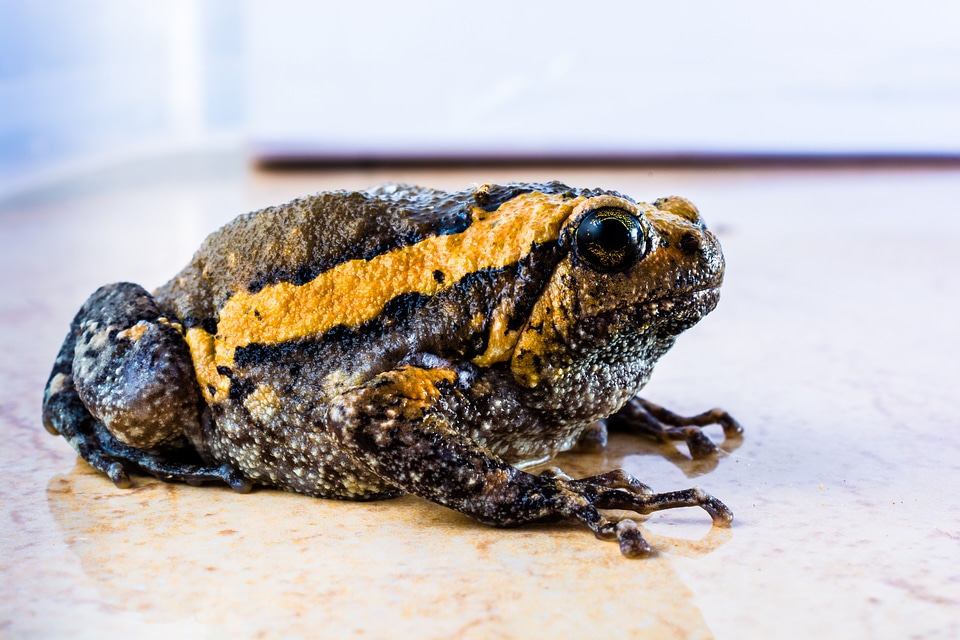 Anuran frog amphibians