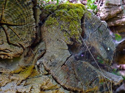 Tree trunk foam photo