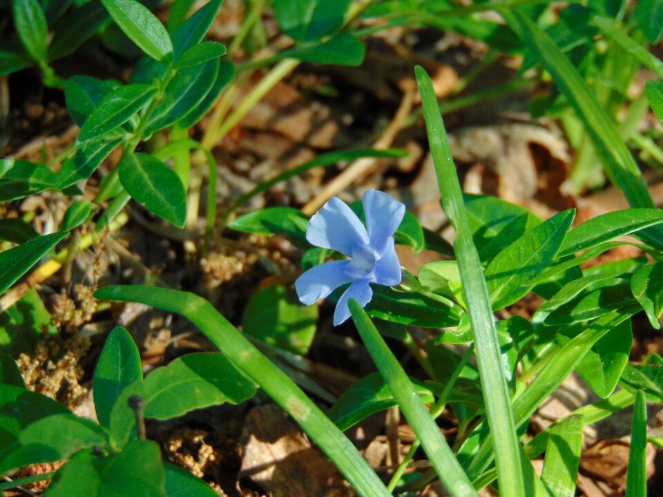 Blue spring nature