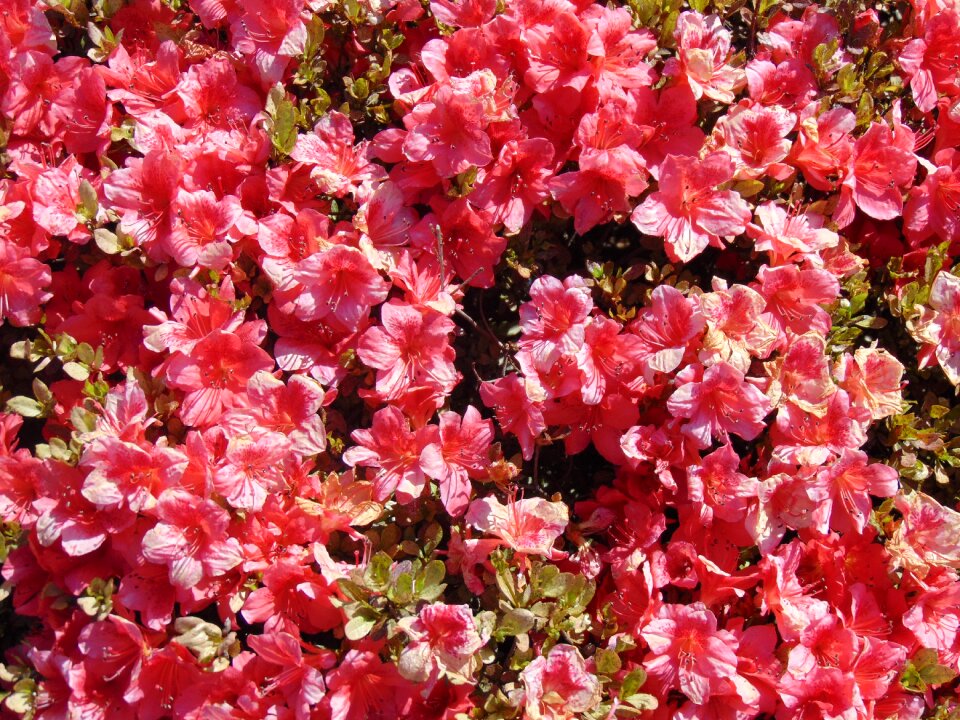 Floral spring red spring
