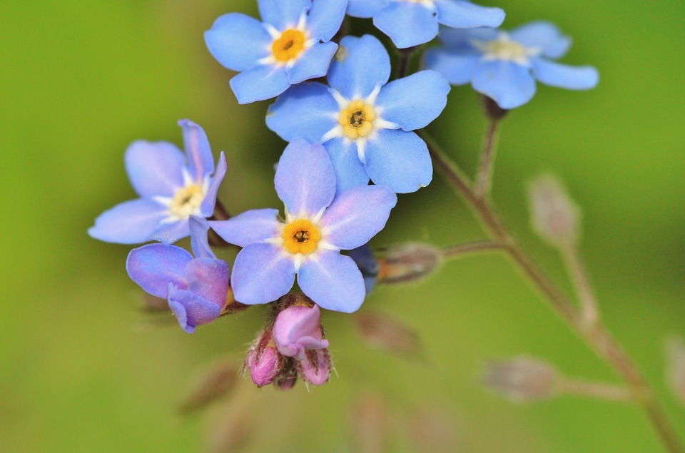 Flower bloom nature