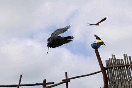 Bill big bird bird park marlow