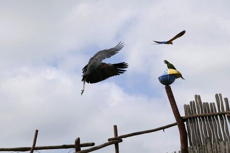 Bill big bird bird park marlow photo