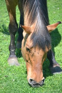 Grazing green hair