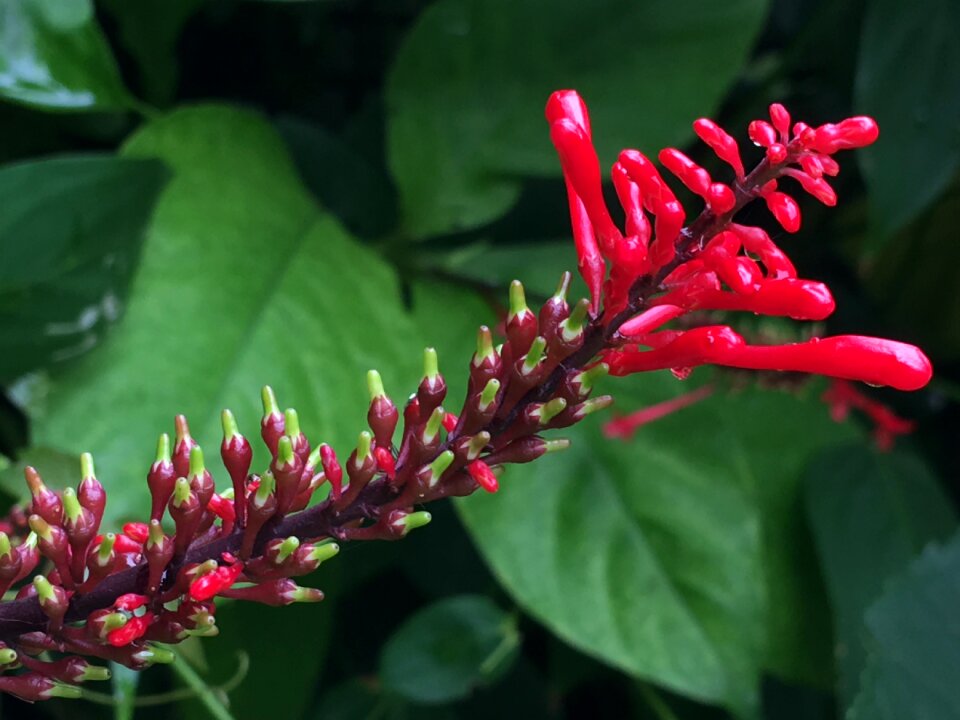 Red flowers garden red flower
