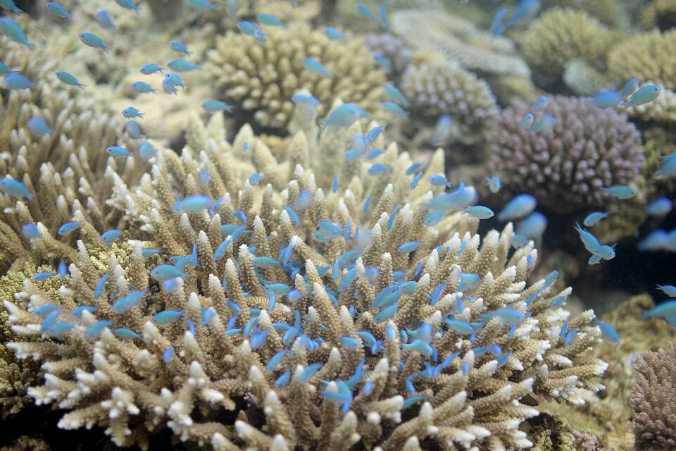 Aquatic nature marine