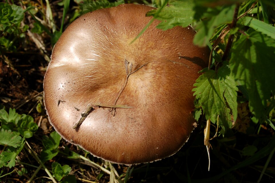 Mushrooms fungus Free photos