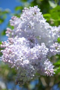 Bloom lilac flowers flowers