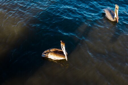 Wild life nature