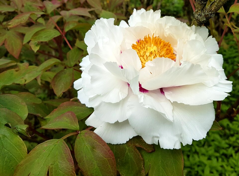 Nature flora