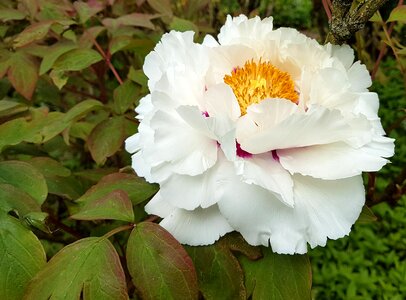 Nature flora