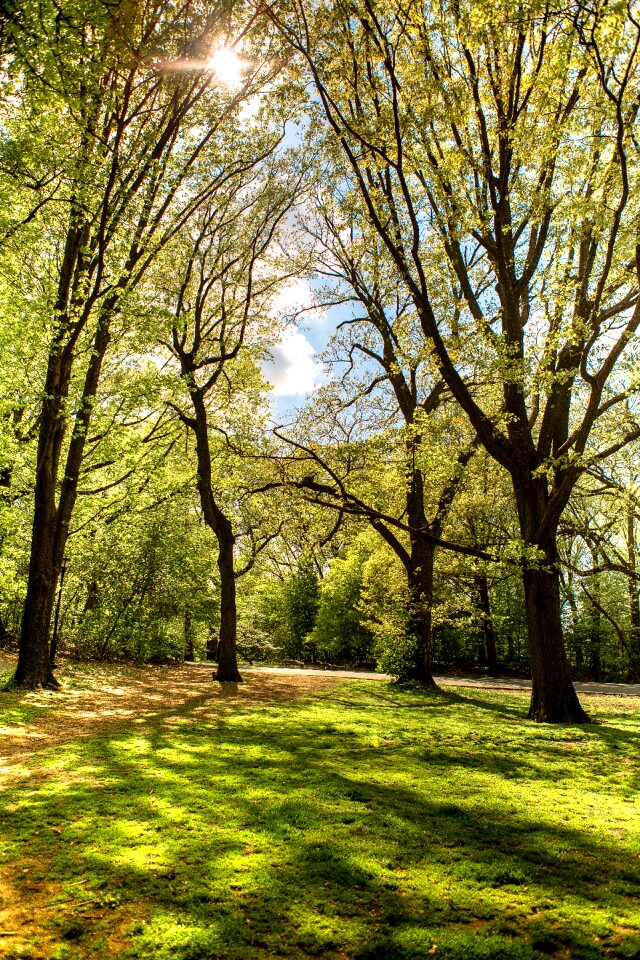 Tree trees landscape