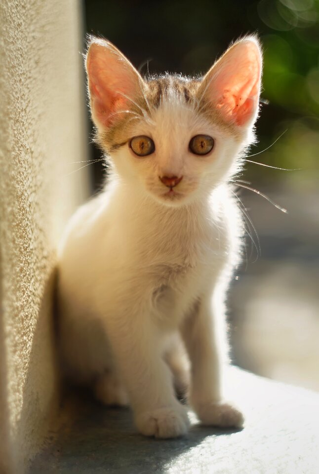 Pet kitten domestic
