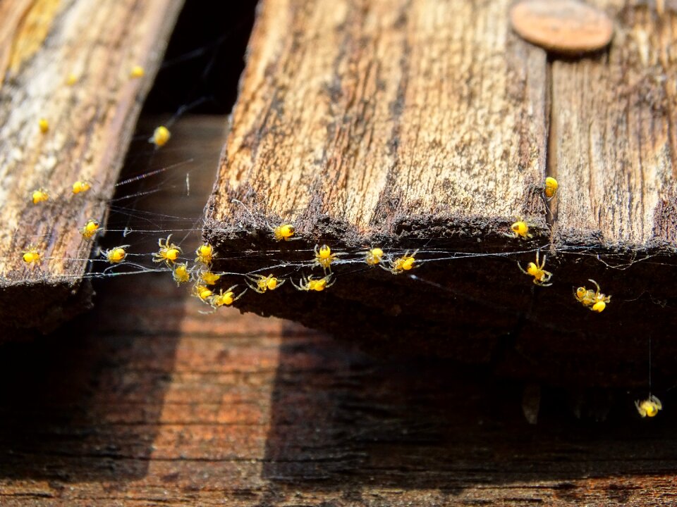 Spin arachnids cobweb