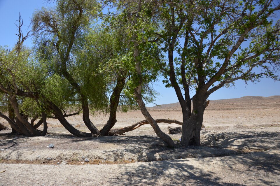 Trees oasis desert