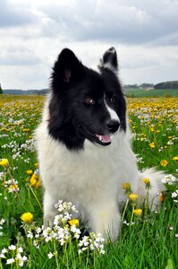 Spring meadow sweet