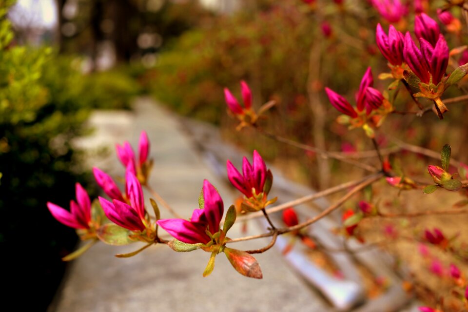 Pink garden