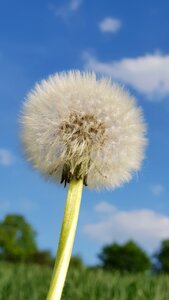 Flower in the free plant