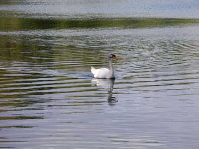 Water white swan white photo