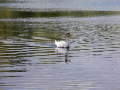 Water white swan white