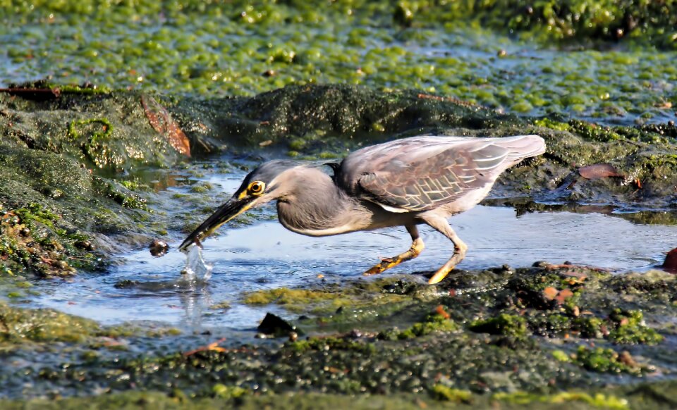 Food wildlife wild