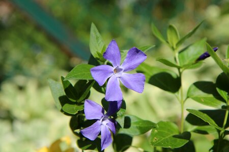 Perennial violet flowers spring
