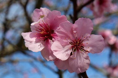 Flowering twig almond tree blossom photo